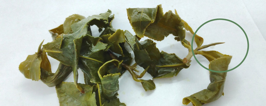 Brewed leaves of Dong Pian tea