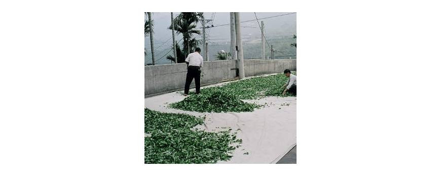 Processing Oolong Tea