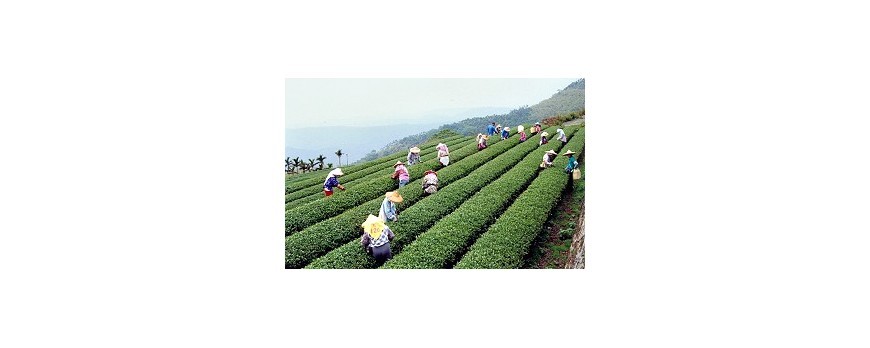 Alishan Tea Districts