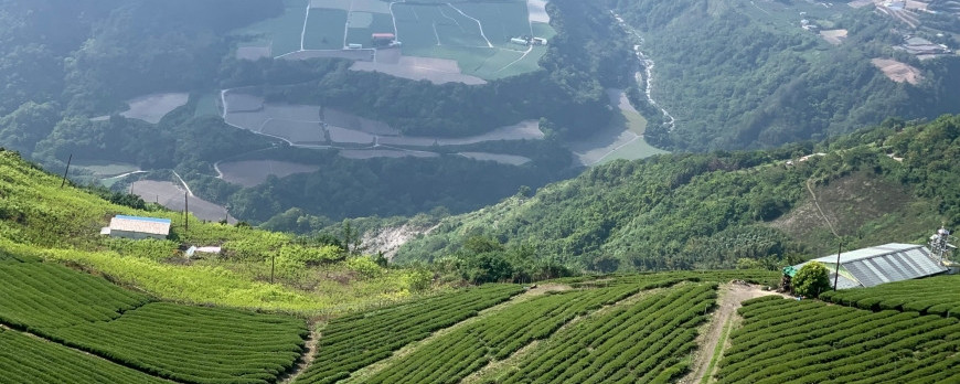 Fushoushan - The Highest Tea Farm in Li Shan