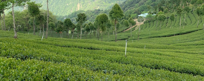 The Hua Gang Tea Area of Taiwan