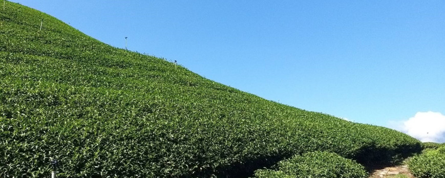 Da Yu Ling - The King of Taiwan Tea