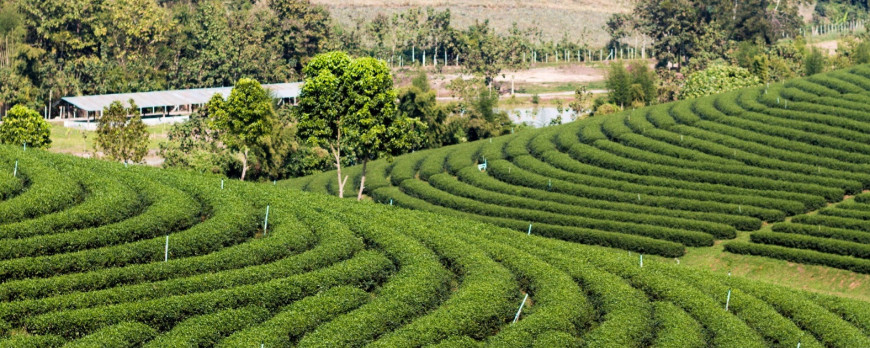 Mid-Altitude Tea Regions of Li Shan