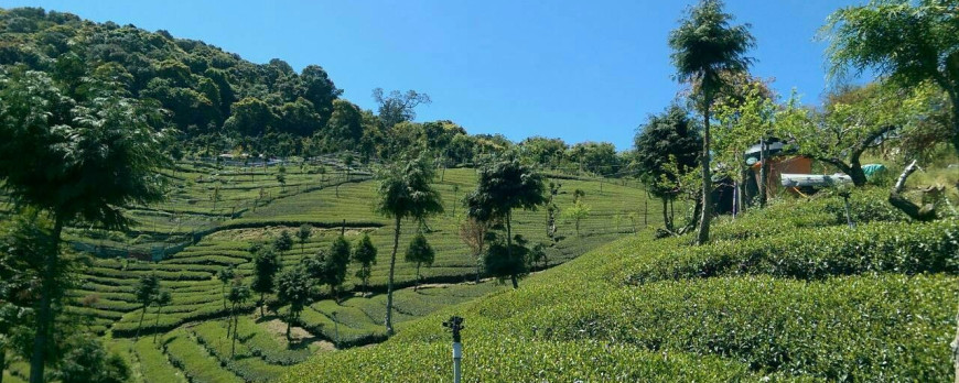 Li Shan Cui Feng Tea Area